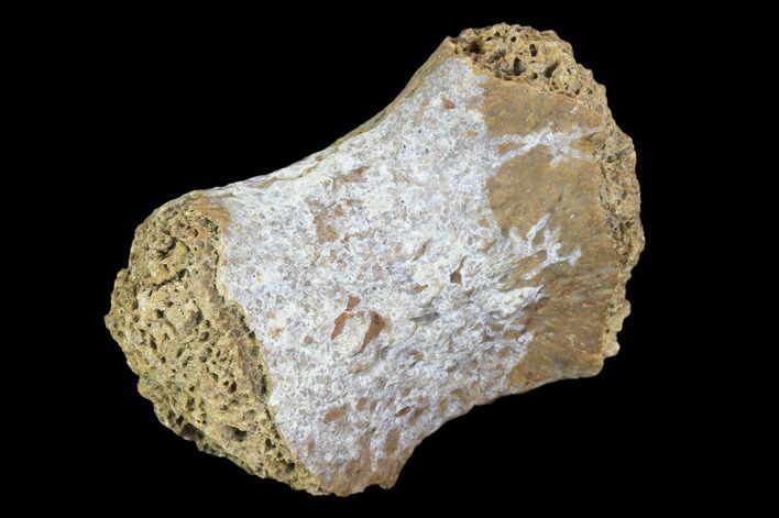Fossil Phytosaur Toe Bone - Arizona #102441